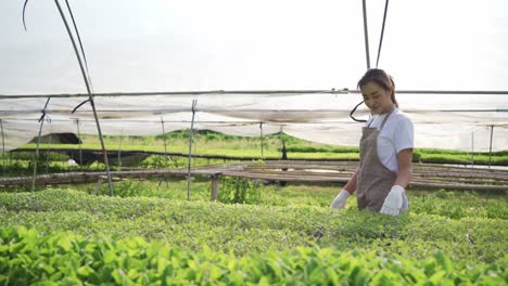 entrepreneur work in organic farm. vegetables farming in greenhouse. planting without soil. modern farming.