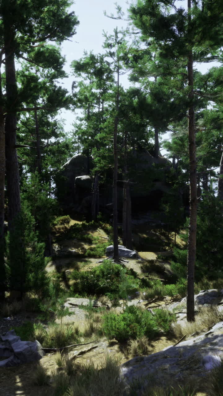 Lush forest landscape with tall trees and rocky terrain in bright daylight