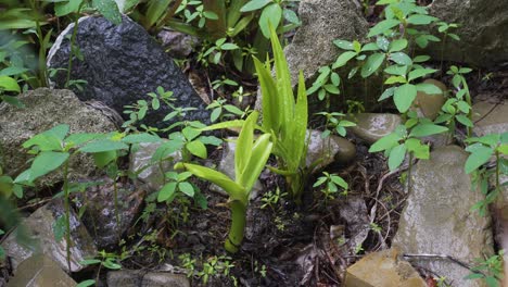 Pequeña-Planta-Verde-Que-Crece-Del-Suelo-Durante-El-Clima-Lluvioso-En-Los-Subtrópicos