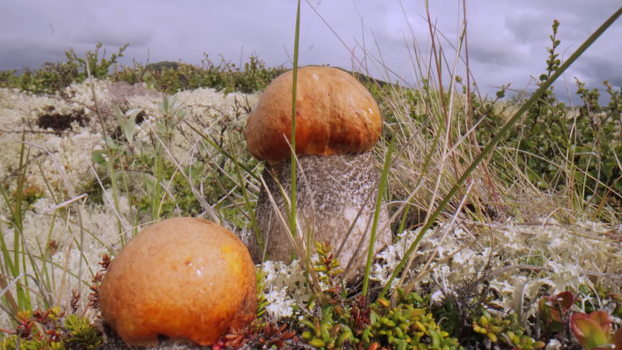 hermoso hongo boletus edulis en el musgo de la tundra ártica. hongo blanco en la hermosa naturaleza paisaje natural de noruega. temporada de hongos.