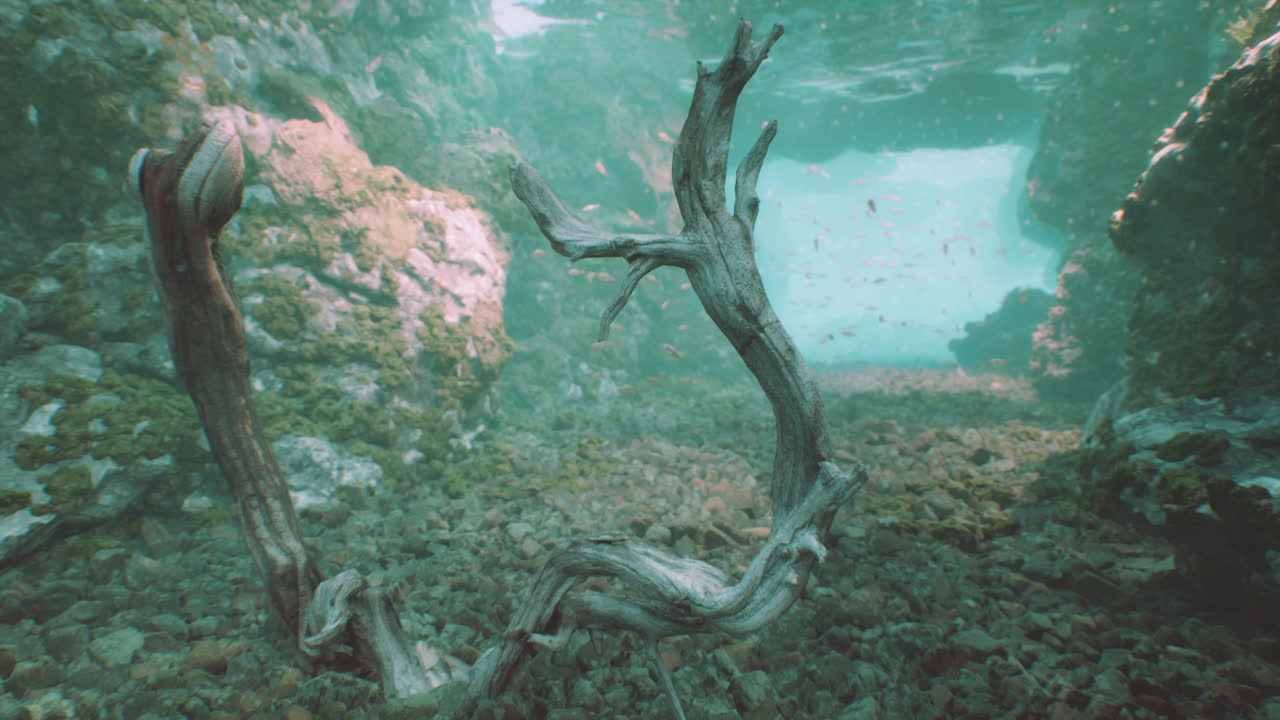 가지 가 있는 수중 동굴