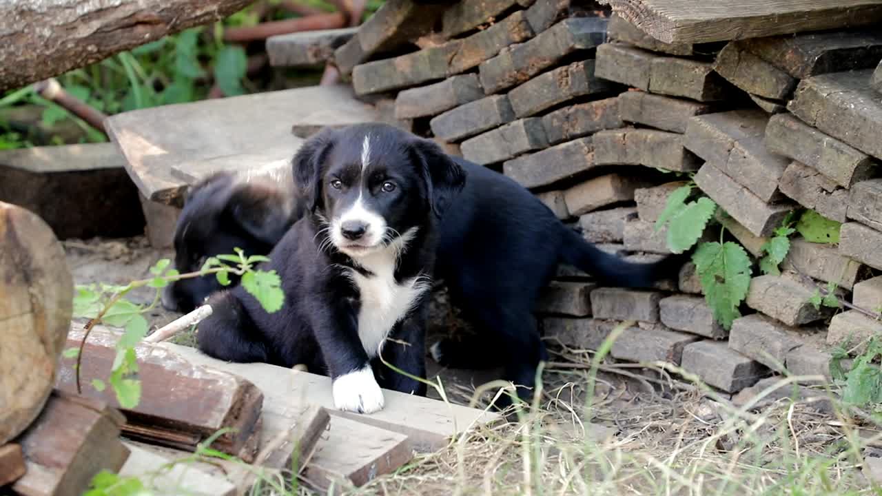 cachorros de raza mixta jugando en el jardín