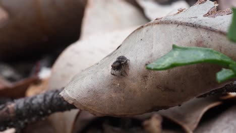 孔雀蜘蛛 (maratus karrie) 雌性,周圍看著