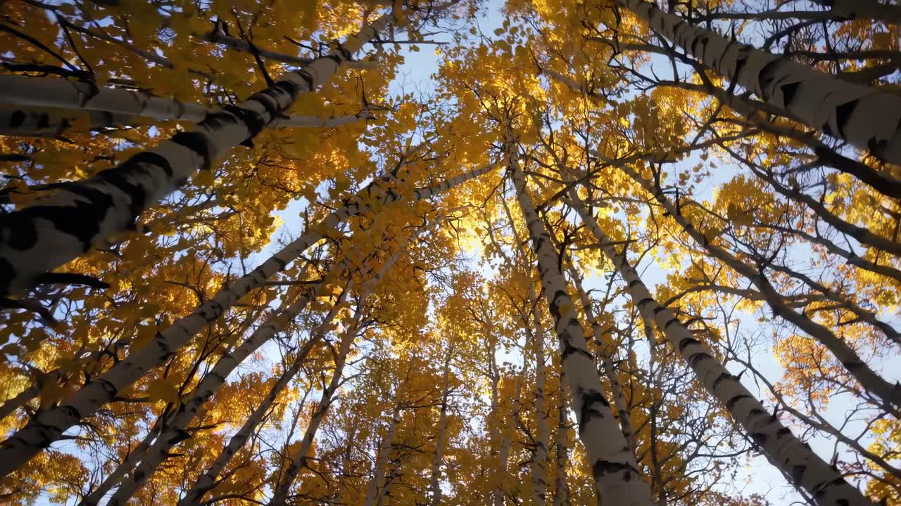 Upward angle captures golden autumn leaves against a blue sky, creating a serene, immersive video