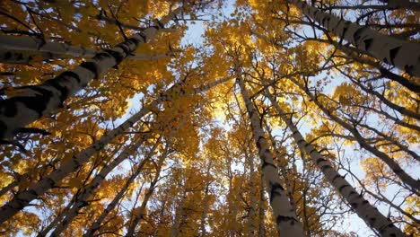 upward angle captures golden autumn leaves against a blue sky, creating a serene, immersive video
