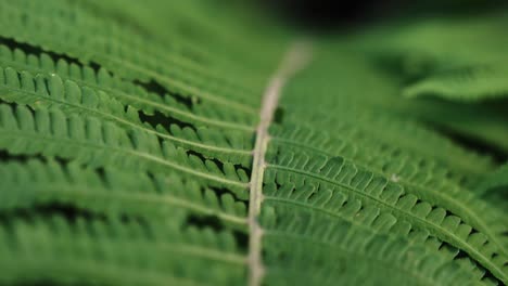 Macro-view-of-vibrant-green-fern-branch,-dolly-backward-shot