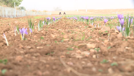 saffron field with workers