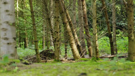 Bosque-Verde-Por-La-Mañana-Con-Musgo