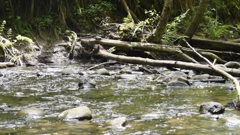 The-Forest-of-Nisene-Marks-Creek,-Santa-Cruz-County,-California