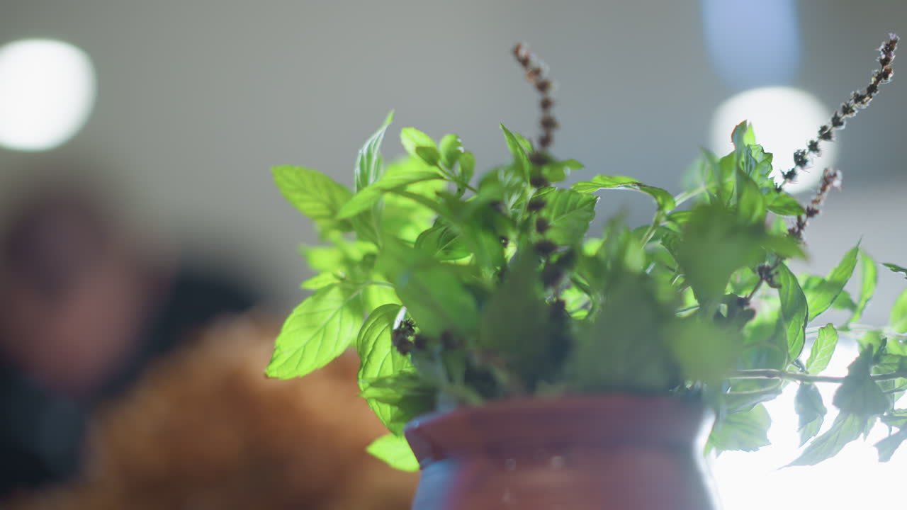 Erba illuminata dal sole sul davanzale, bokeh di cucina affollata, vaso di terracotta con foglie retroilluminate, persone sfocate sullo sfondo, bagliore caldo e profondità di campo ridotta, cuoco casalingo che guarnisce i piatti, brunch in stile caffè.