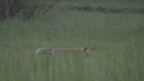 Tracking-zoom-shot-of-Fox-walking-in-grassland