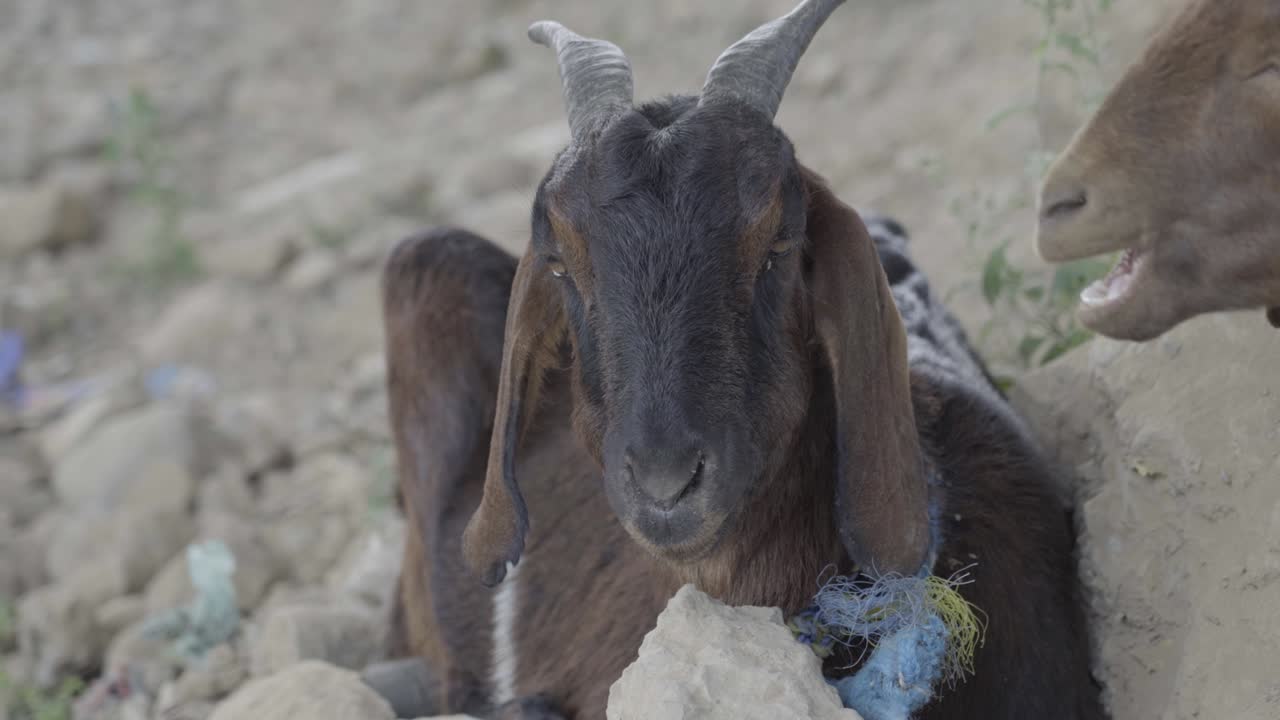 Capra in vendita per la celebrazione di Bakr Eid in India