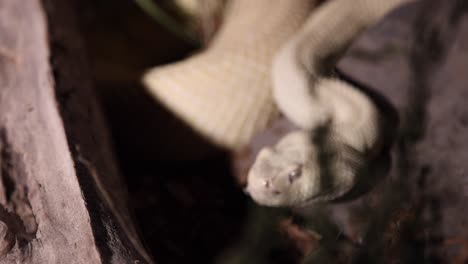 albino occidental de espalda de diamante serpiente de cascabel enfoque desde el arbusto a la cara por la noche