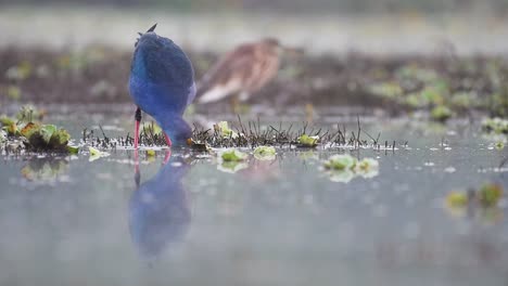 Grey-headed-swamphen,-Porphyrio-poliocephalus-Feeding-in-Morning