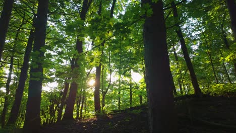 sunlight through tall green trees in forest. first-person walking, low-angle pov