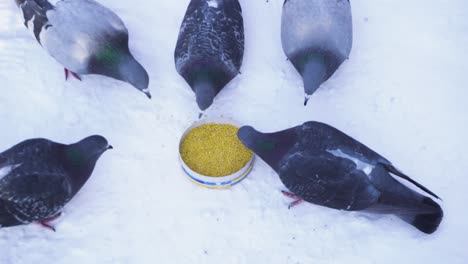 pigeons feeding on grain in the snow