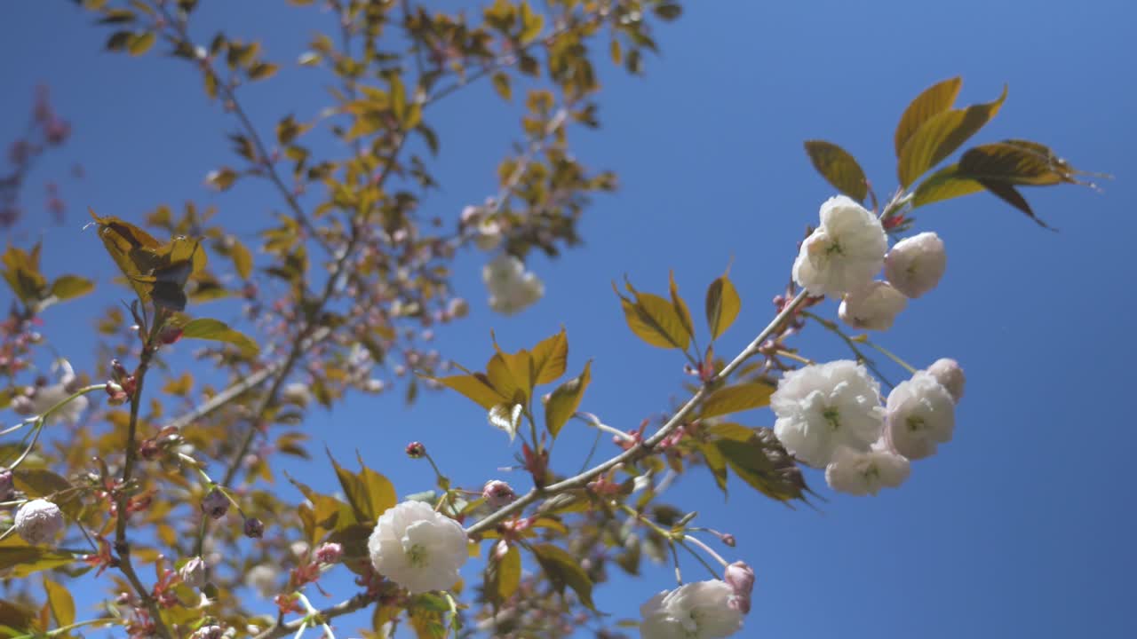 flor de cerezo blanca que sopla en el viento durante un hermoso día azul brillante en vancouver bc medio apretado mirando hacia arriba órbita estabilizada
