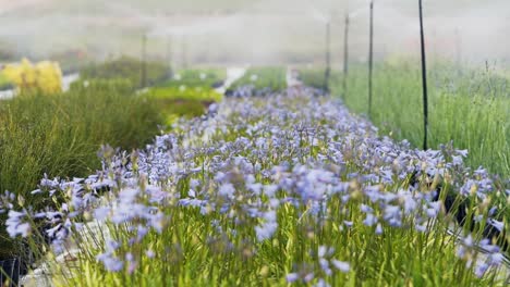 hermosas flores moradas en el vivero