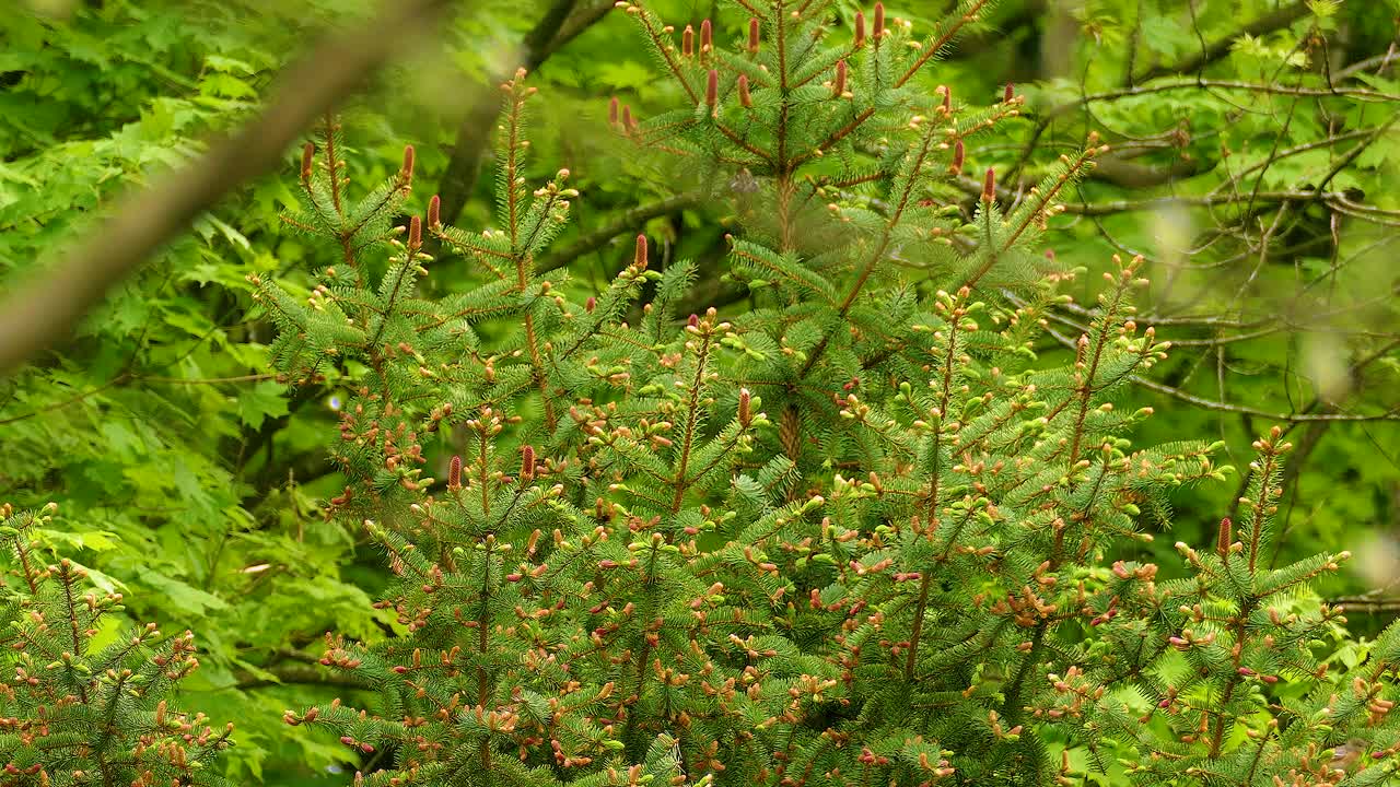 Exploring spring wildlife. Bird watching in Ontario, Canada