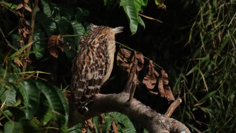 Buffy-Fish-Owl,-Ketupa-ketupu-seen-from-its-right-side-looking-forward-then-looks-to-the-left-and-right-under-the-afternoon-sun-in-the-forest-in-Khao-Yai-National-Park,-Thailand