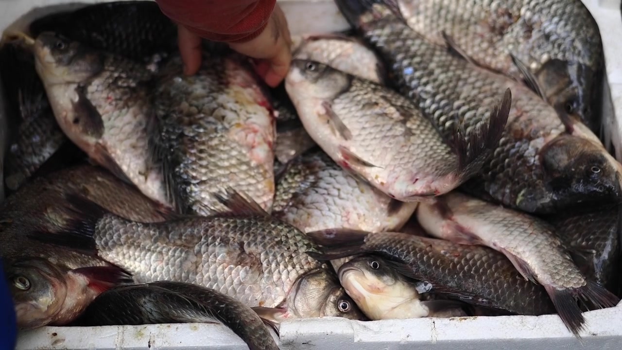 Hand som väljer färsk fisk från en behållare på en marknad