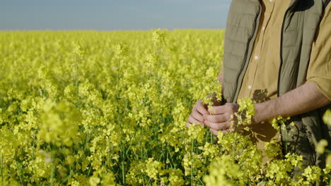 agricultor examinando las flores de colza en un campo