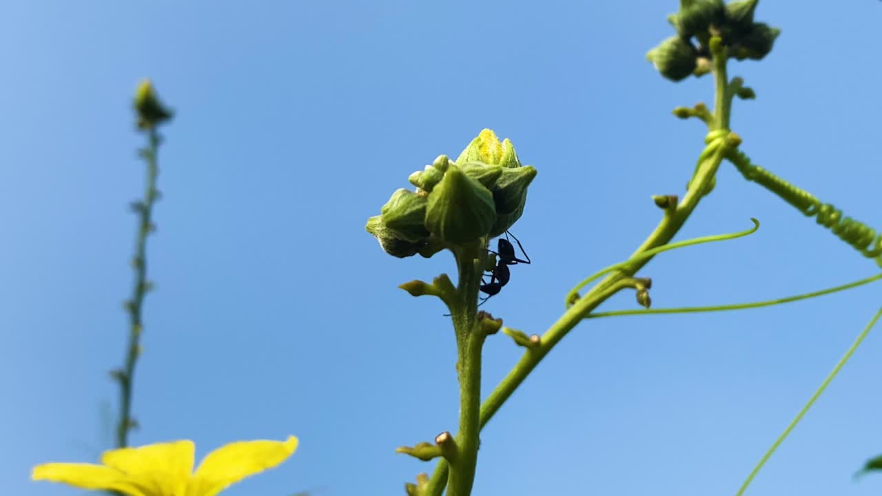 Flower Buds Of The Velvet leaf Plant With Black Carpenter Ant. Close-up Shot