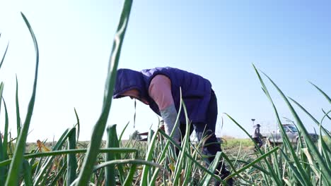 Un-Agricultor-Cosechando-Cebollas-Maduras-En-Una-Granja