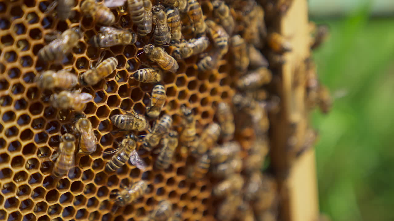 Bee colony crawling over the honeycomb. Working bees turning nectar into fresh honey. Close up.