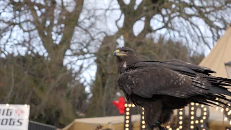 eagle in the city look around