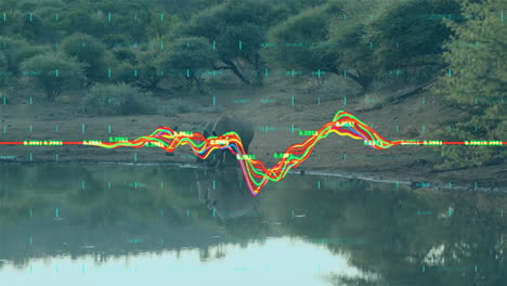 rhinoceros being 3d rendered at waterhole in dry savanna, showing turquoise hud grid and waveform