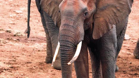 Elefantes-Africanos-En-La-Naturaleza-Protegida-Del-Parque-Nacional-Aberdare-En-Kenia,-áfrica-Oriental