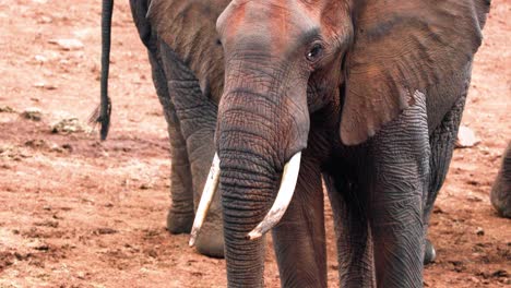 african elephants on the protected nature of aberdare national park in kenya, east africa