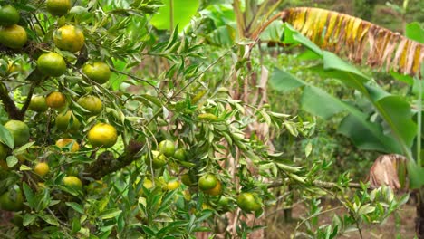 still shot of a lemon tree with green-yellow fruits on the left and tropical foliage in the background. perfect for farming, food, and nature visuals.