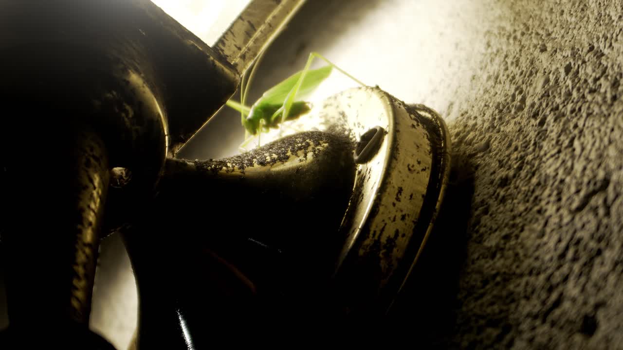 근접 카티디드가 다리를 펴고 밤에 벽 근처의 복도 빛을 관찰합니다.