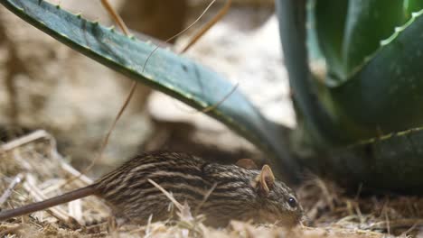 primer plano de ratón de hierba silvestre buscando comida en el heno al lado de la planta de cactus en verano