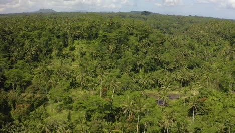 high flyover bali indonesia jungle forest in ubud