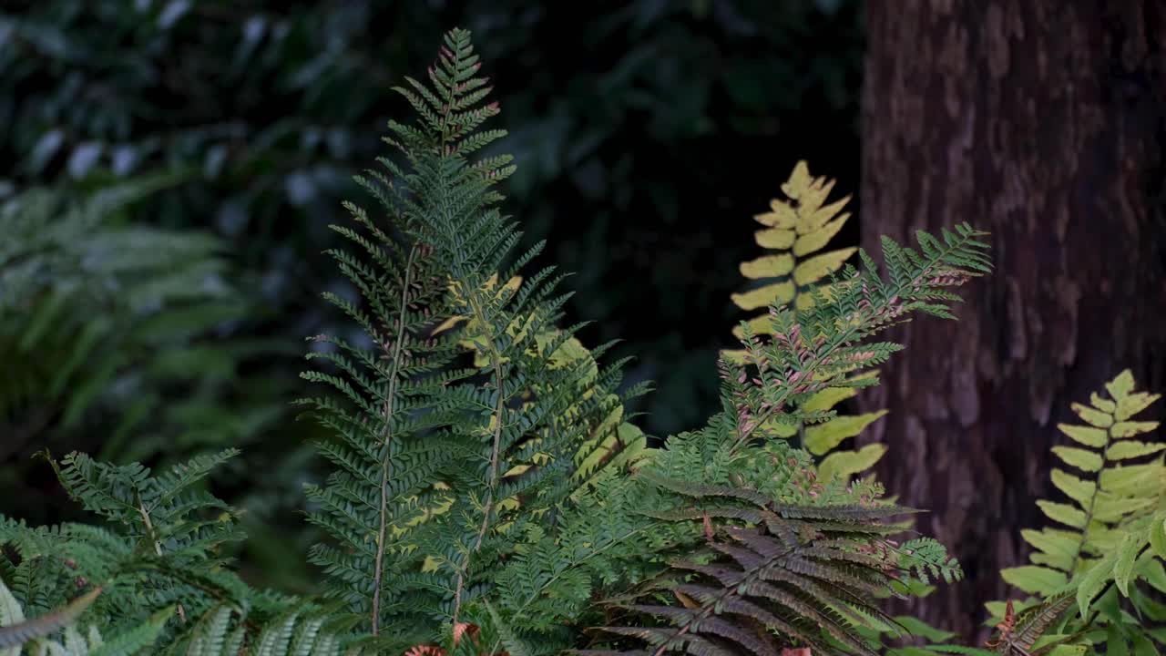 helechos verdes y plantas que se mueven en una suave brisa en el jardín arbolado de la campiña inglesa rural
