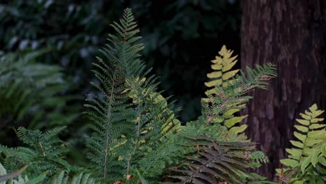 Grüne-Farne-Und-Pflanzen-Bewegen-Sich-In-Einer-Sanften-Brise-Im-Ländlichen-Englischen-Waldgarten