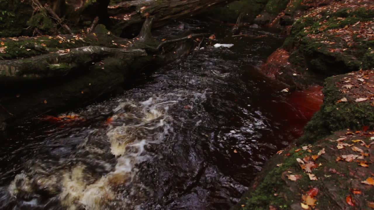 River creek flowing in autumn with fallen colorful leaves on ground at finnich glen devils pulpit in scotland united kingdom