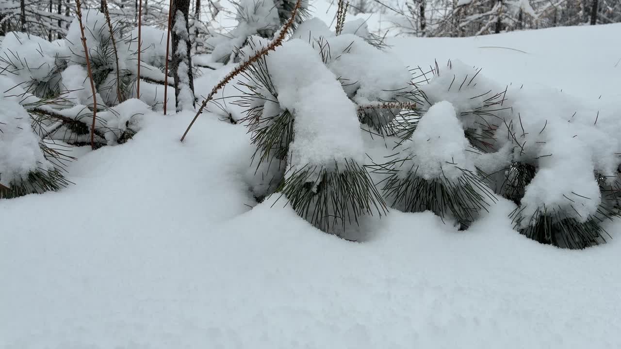 Tranquil winter forest landscape with a thick blanket of snow