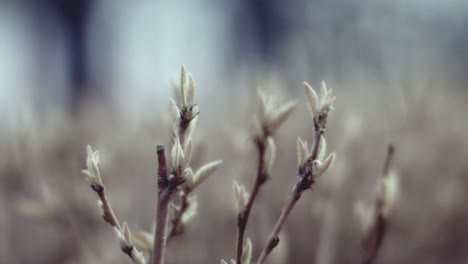 spring buds on branches