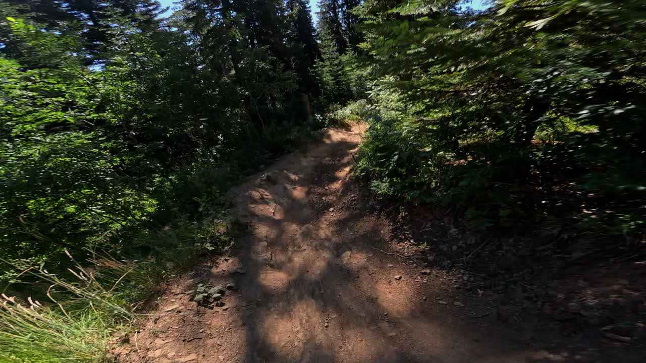 POV Mountain Biking Down a Sunny Forest Trail