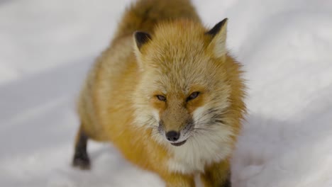 beautiful fox in the snow