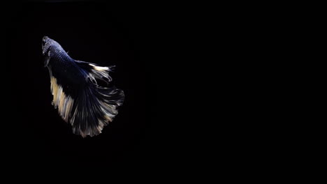 Vibrant-and-colourful-Siamese-fighting-fish-Betta-splendens,-also-known-as-Thai-Fighting-Fish-or-betta,-a-popular-aquarium-fish-in-super-slow-motion-on-black-background