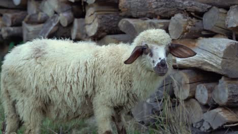 young fluffy sheep standing next to a pile of wood