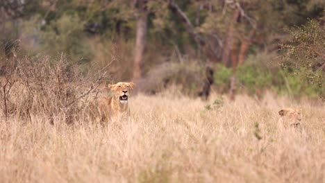 An-adult-lioness-intensely-watches-a-herd-of-buffalo-from-the-cover-of-long-grass-while-excitedly-flicking-her-tail-in-Kruger-National-Park,-South-Africa