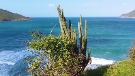 tomada panorámica de cactus salvajes en movimiento, marea azul del mar colombiano en el parque nacional