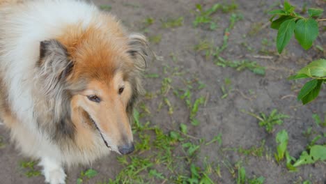 Rough-collie-staring-at-something,-handheld-closeup