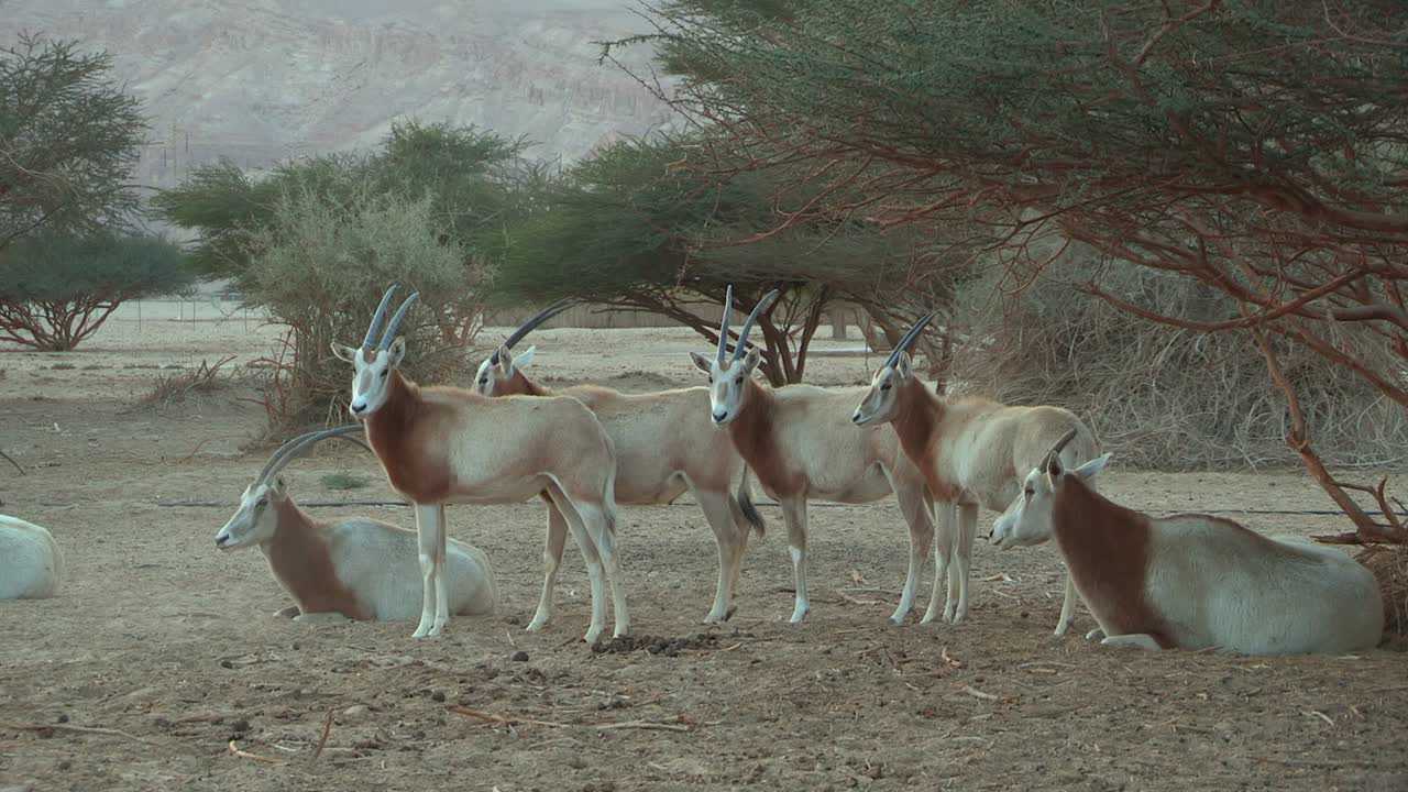 Herd of Scimitar Oryx in captive-breeding program in Israel.